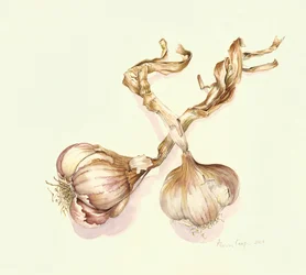 Garlic Bulbs, 2005